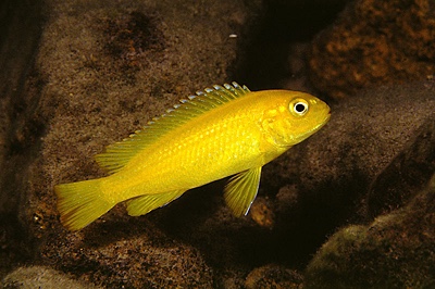 Pseudotropheus johannii 'Gome'